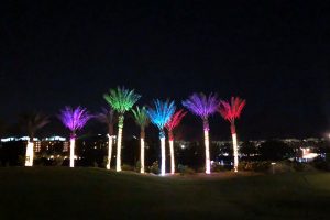 Up-Lighting-Palm Trees